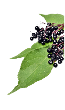 MitoHeal® Redcurrant Blackcurrant Extract for Supplement, Food ...